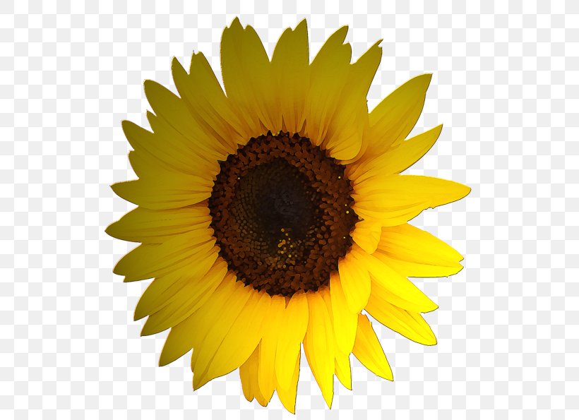 Common Sunflower Stock Photography Royalty-free, PNG, 794x595px, Common Sunflower, Close Up, Color, Daisy Family, Flower Download Free