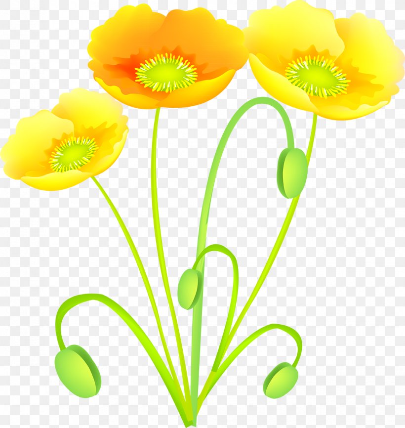 Flower Common Poppy Poppies, PNG, 1135x1200px, Flower, Common Poppy, Cut Flowers, Flowering Plant, Petal Download Free