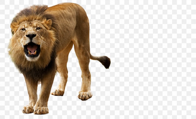 Lion Roar Clip Art, PNG, 3342x2022px, Lion, Big Cats, Carnivoran, Cat Like Mammal, Display Resolution Download Free