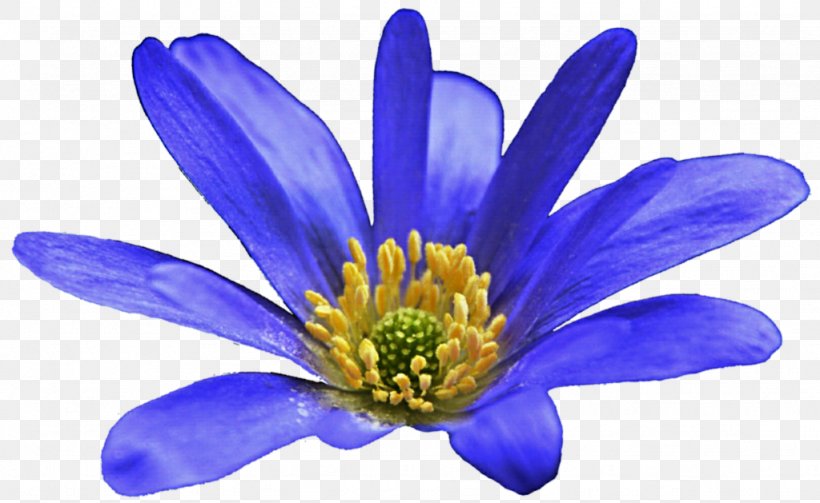 Anemone, PNG, 1024x629px, Anemone, Aster, Blue, Daisy Family, Flower Download Free