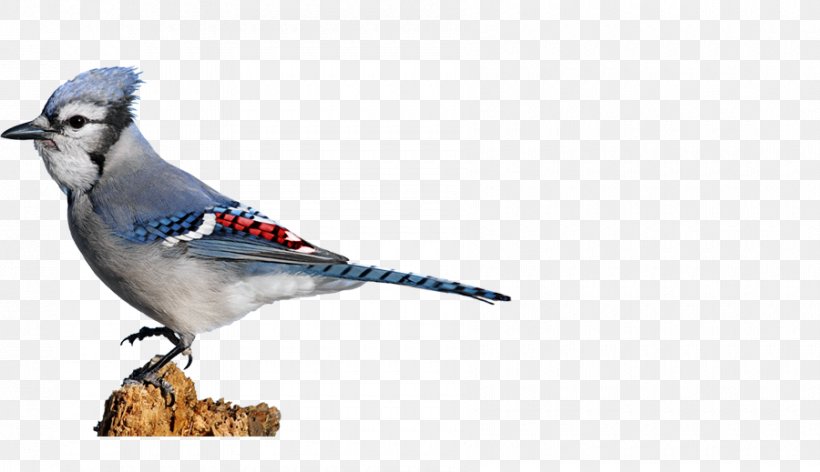 Blue Jay Finches Beak Feather Wildlife, PNG, 900x519px, Blue Jay, Beak, Bird, Crow Like Bird, Fauna Download Free