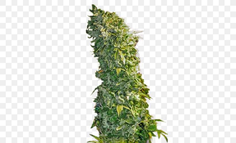 Cannabis Sativa Hemp Feminized Cannabis Seed Kush, PNG, 500x500px, Cannabis Sativa, Cannabidiol, Cannabis, Cultivar, Evergreen Download Free