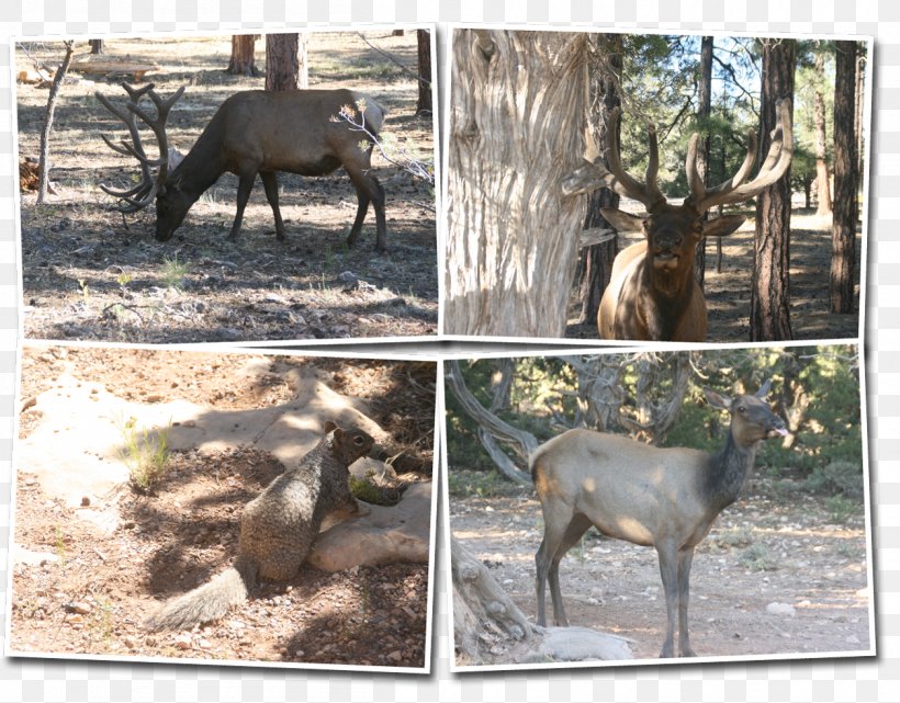 Elk Reindeer Wildlife Terrestrial Animal, PNG, 1257x984px, Elk, Animal, Antler, Deer, Fauna Download Free