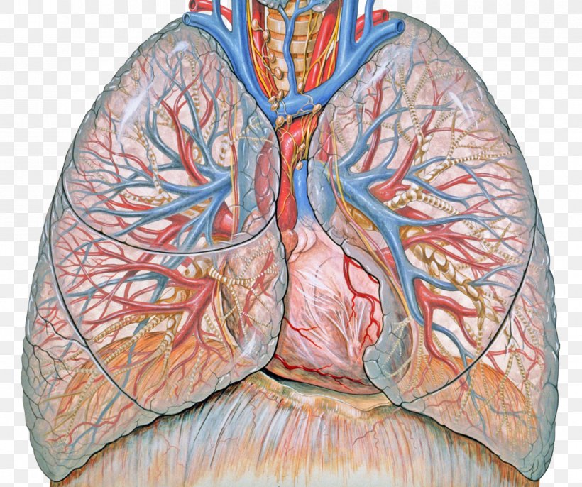 Lung Respiratory System Respiratory Disease Therapy Chronic Obstructive Pulmonary Disease, PNG, 1224x1024px, Watercolor, Cartoon, Flower, Frame, Heart Download Free