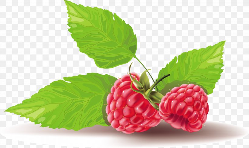 Raspberry Vector Graphics Fruit Strawberry Clip Art, PNG, 2835x1693px, Raspberry, Berries, Berry, Blue Raspberry Flavor, Boysenberry Download Free