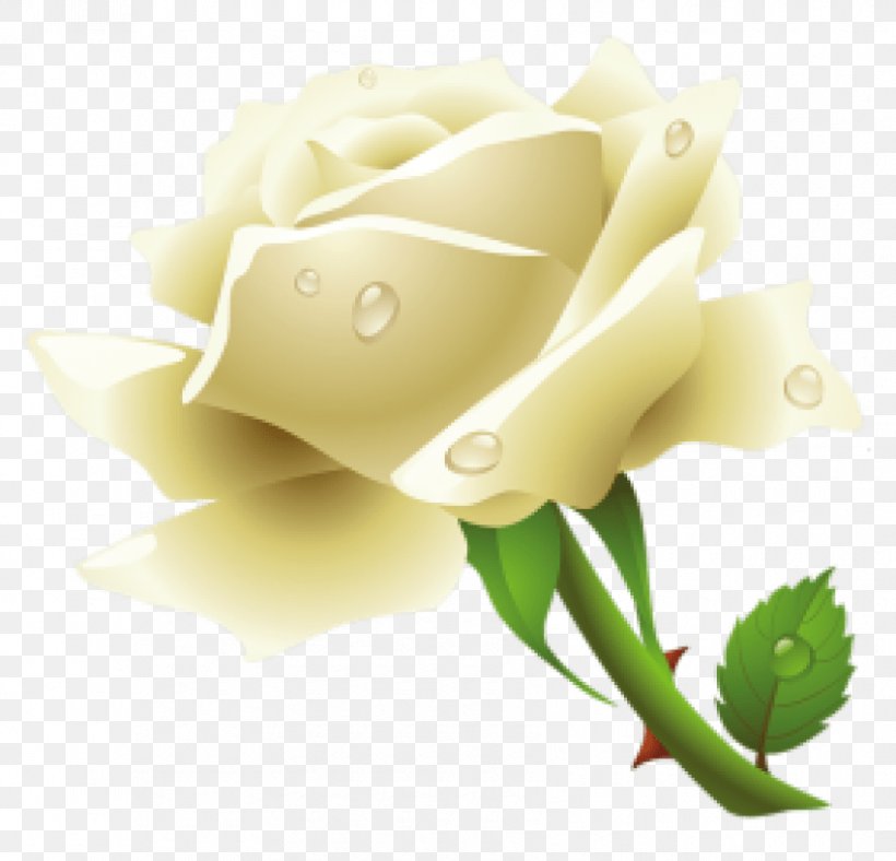 Rose Clip Art, PNG, 850x817px, Rose, Bud, Close Up, Cut Flowers, Flower Download Free