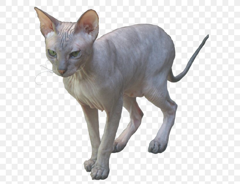 Sphynx Cat Donskoy Peterbald Ukrainian Levkoy Oriental Shorthair, PNG, 640x629px, Sphynx Cat, British Shorthair, Carnivoran, Cat, Cat Like Mammal Download Free