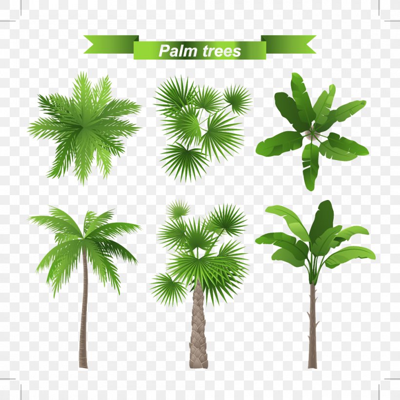 Arecaceae Tree Stock Illustration Leaf, PNG, 1000x1000px, Arecaceae, Areca Palm, Arecales, Borassus Flabellifer, Coconut Download Free