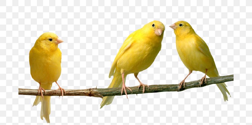 Domestic Canary Bird Finches Yellow Color, PNG, 700x407px, Domestic Canary, Atlantic Canary, Beak, Bird, Blue Download Free