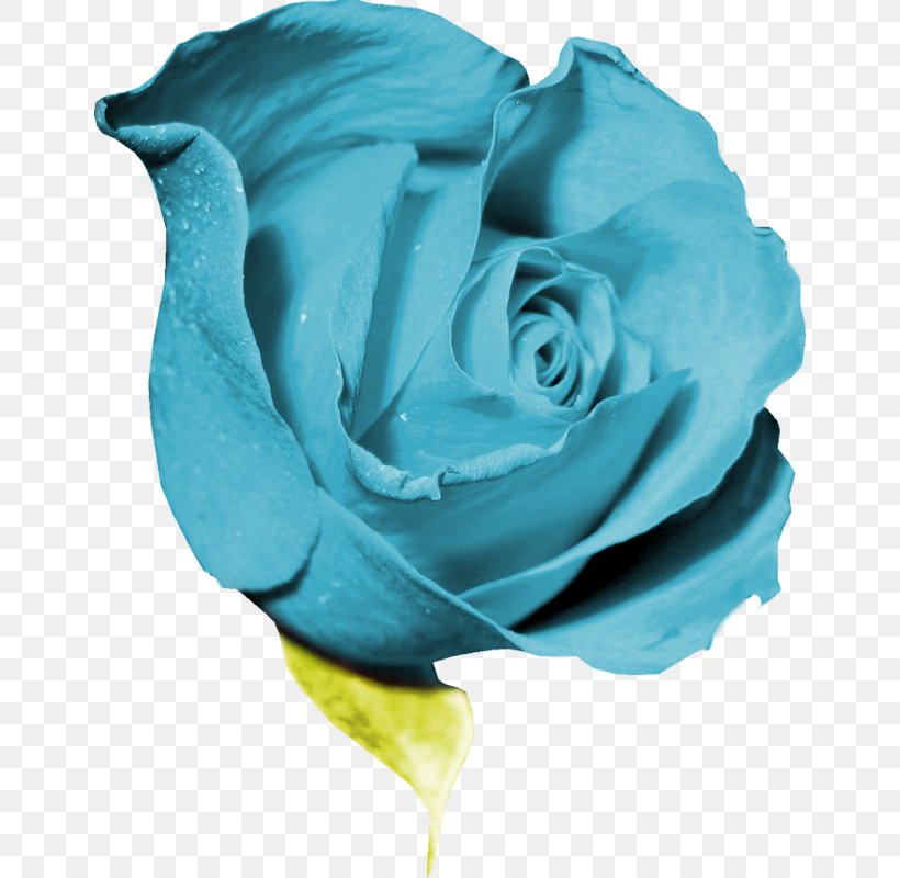 Garden Roses Blue Rose Flower Petal Clip Art, PNG, 648x800px, Garden Roses, Aqua, Azure, Blue, Blue Rose Download Free