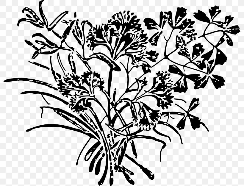 Line Art Parsley Clip Art, PNG, 800x625px, Line Art, Art, Black And White, Branch, Drawing Download Free