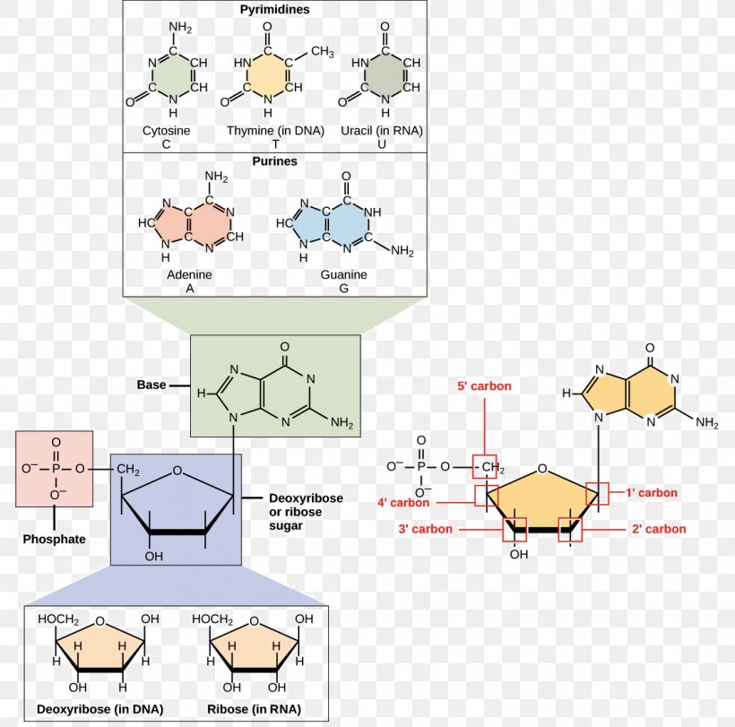 Nucleic Acid Structure DNA RNA Nucleotide, PNG, 1117x1105px, Nucleic Acid, Acid, Adenine, Area, Cartoon Download Free