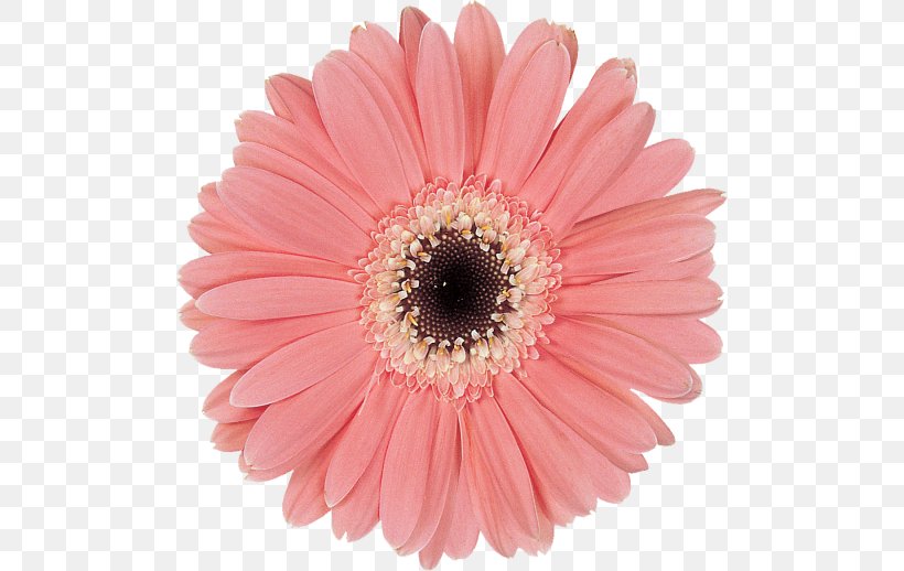 Transvaal Daisy Cut Flowers Common Daisy Petal, PNG, 500x518px, Transvaal Daisy, African Daisies, Aster, Chrysanthemum, Common Daisy Download Free