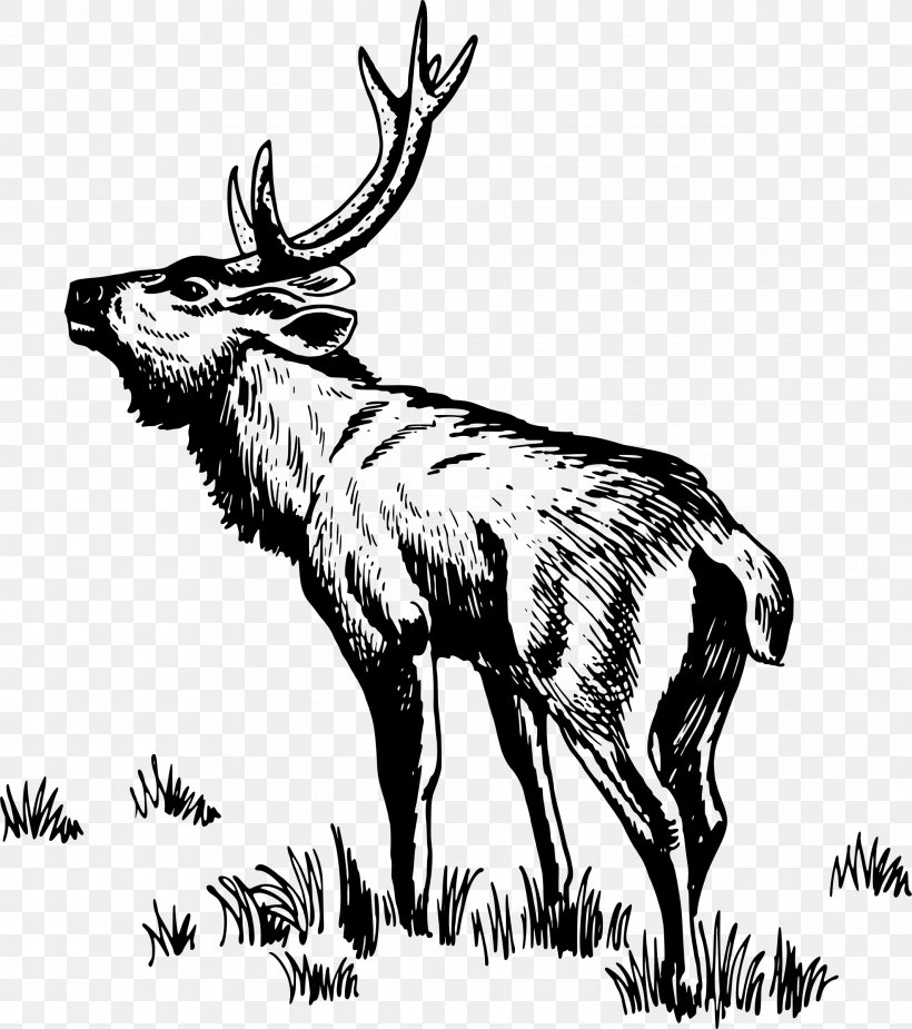 Deer Drawing Clip Art, PNG, 2127x2400px, Deer, Antler, Art, Black And White, Cattle Like Mammal Download Free