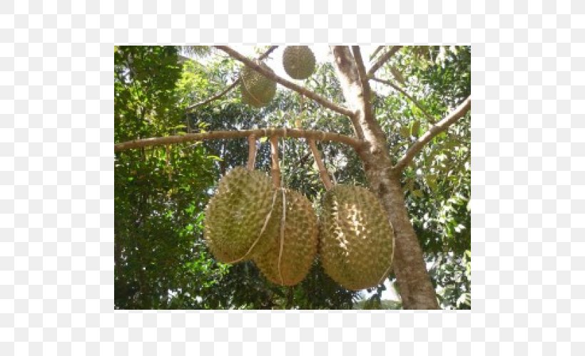 Durio Zibethinus Penanaman Durian Fruit Tree Bawor, PNG, 500x500px, Durio Zibethinus, Artocarpeae, Artocarpus, Artocarpus Odoratissimus, Auglis Download Free