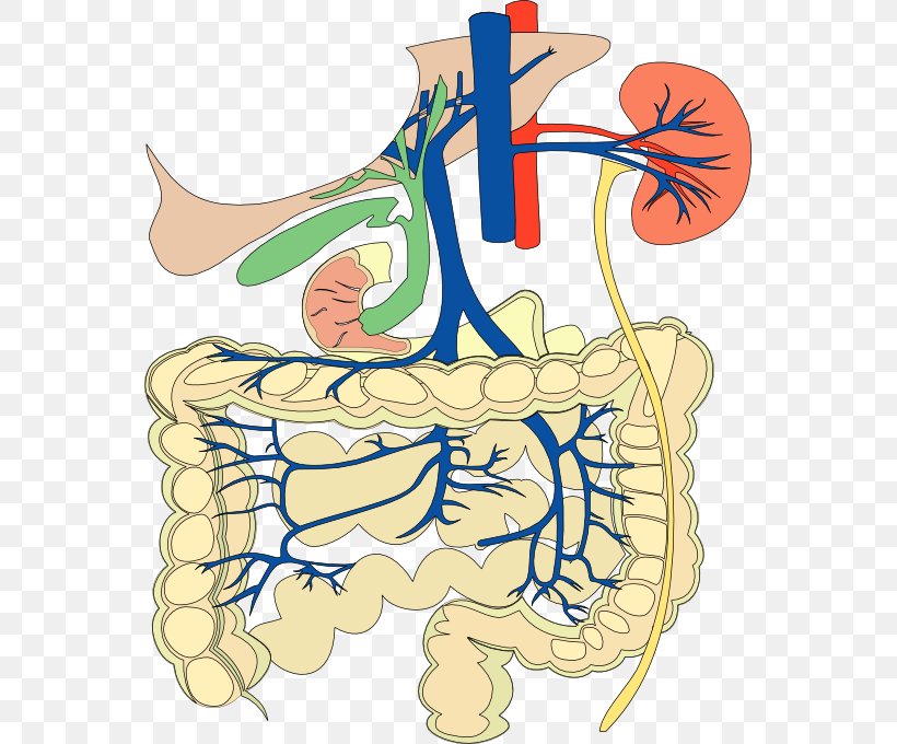 Gastrointestinal Tract Human Digestive System Circulatory System Human Body Clip Art, PNG, 555x680px, Watercolor, Cartoon, Flower, Frame, Heart Download Free