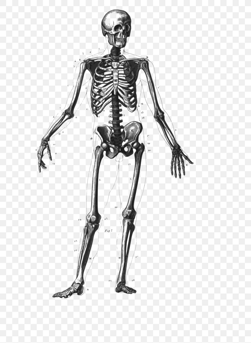 Human Skeleton Human Body Bone Homo Sapiens, PNG, 793x1122px, Watercolor, Cartoon, Flower, Frame, Heart Download Free
