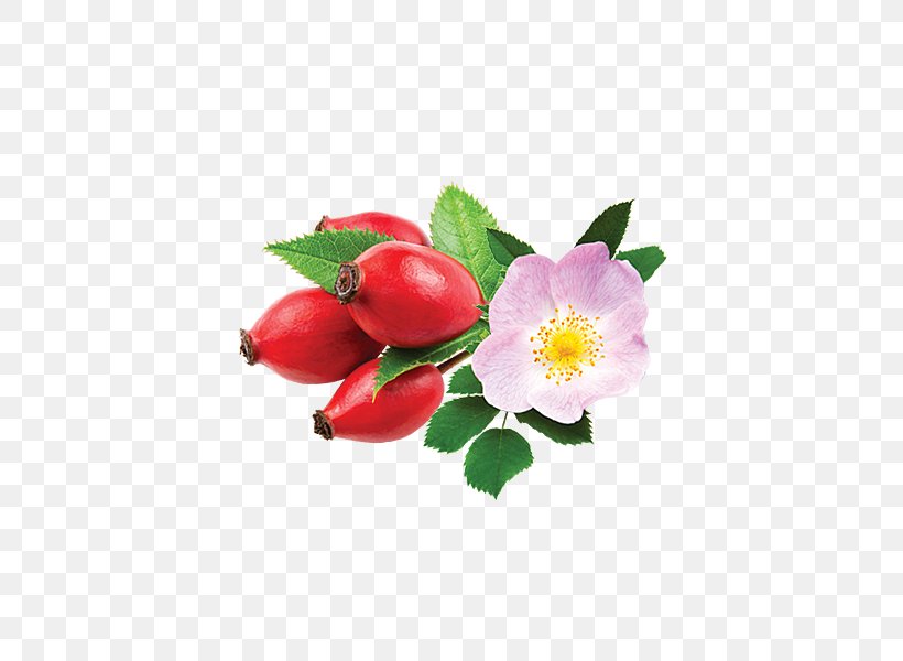 Rose, PNG, 600x600px, Flower, Bud, Japanese Camellia, Petal, Plant Download Free