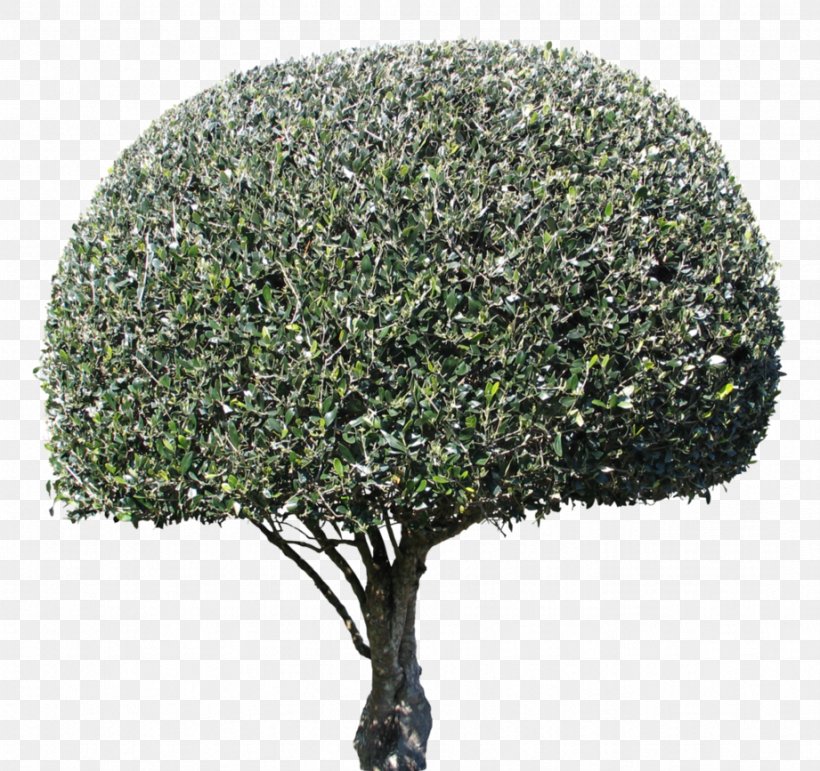 Tree Shrub Evergreen, PNG, 921x867px, Tree, Evergreen, Grass, Plant, Shrub Download Free