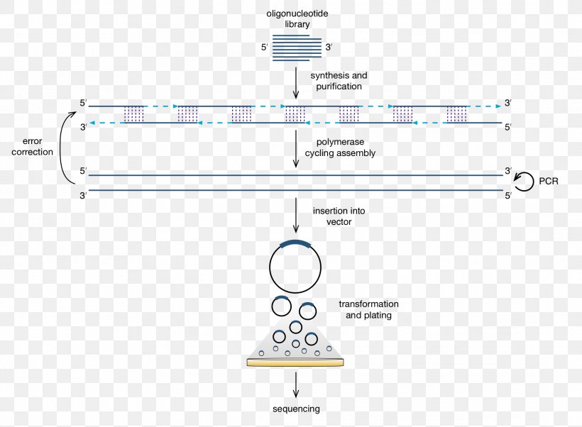 Artificial Gene Synthesis Polymerase Chain Reaction Chemical Synthesis Polymerase Cycling Assembly, PNG, 2179x1601px, Artificial Gene Synthesis, Area, Brand, Chemical Synthesis, Cloning Download Free