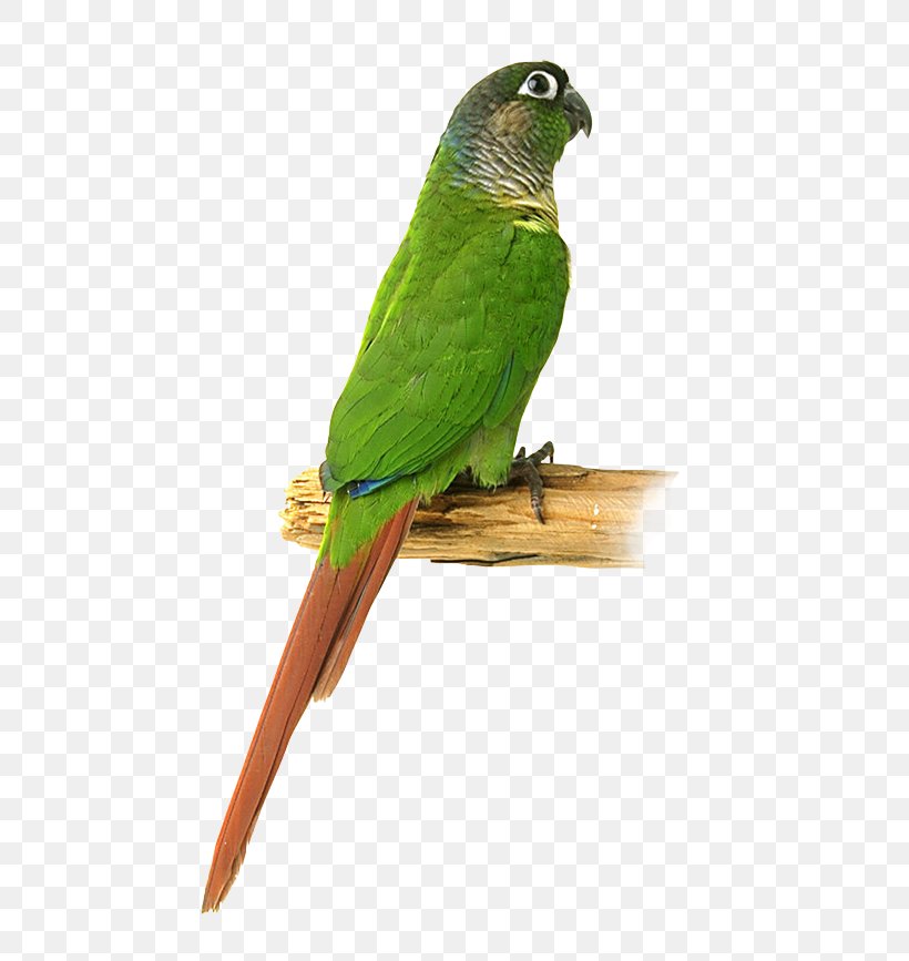 Bird Macaw Parakeet Feather Beak, PNG, 514x867px, Bird, Beak, Child, Christmas, Common Pet Parakeet Download Free