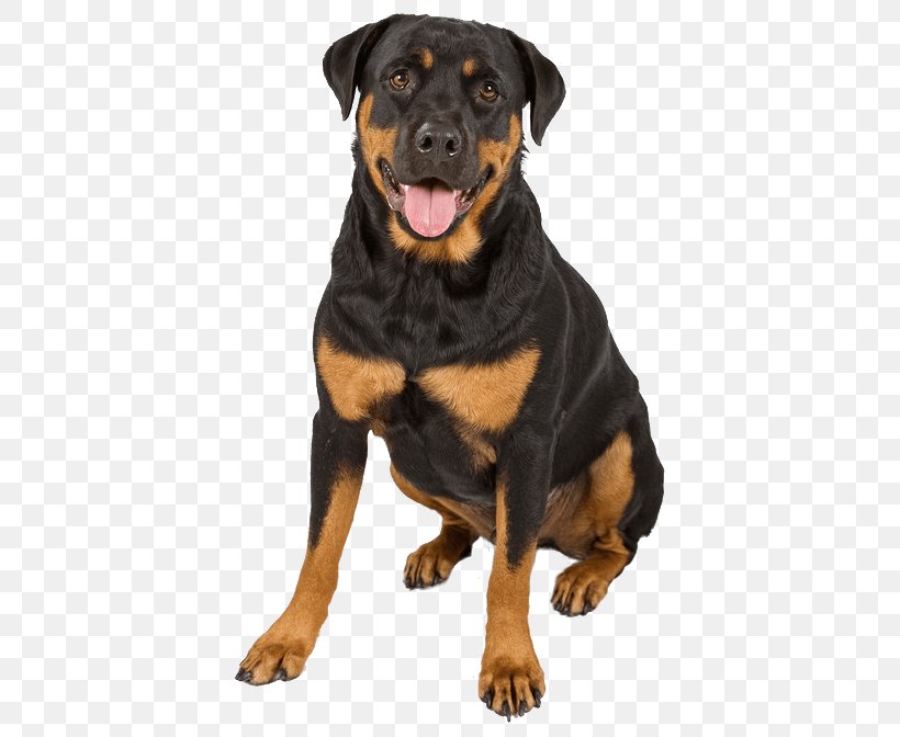 The Rottweiler Puppy German Shepherd Dachshund, PNG, 428x672px, Rottweiler, Carnivoran, Collar, Dachshund, Dog Download Free