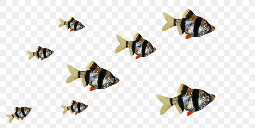 Goldfish Ornamental Fish Aquarium Tiger Barb, PNG, 900x453px, Goldfish, Animal, Aquarienpflanze, Aquarium, Body Jewelry Download Free