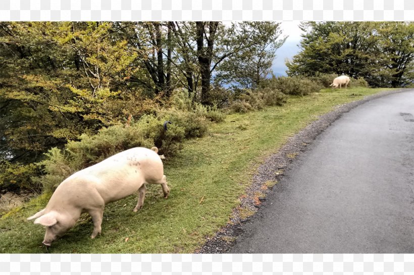 Pig Pasture Fauna Grazing Snout, PNG, 1024x682px, Pig, Fauna, Grass, Grazing, Livestock Download Free