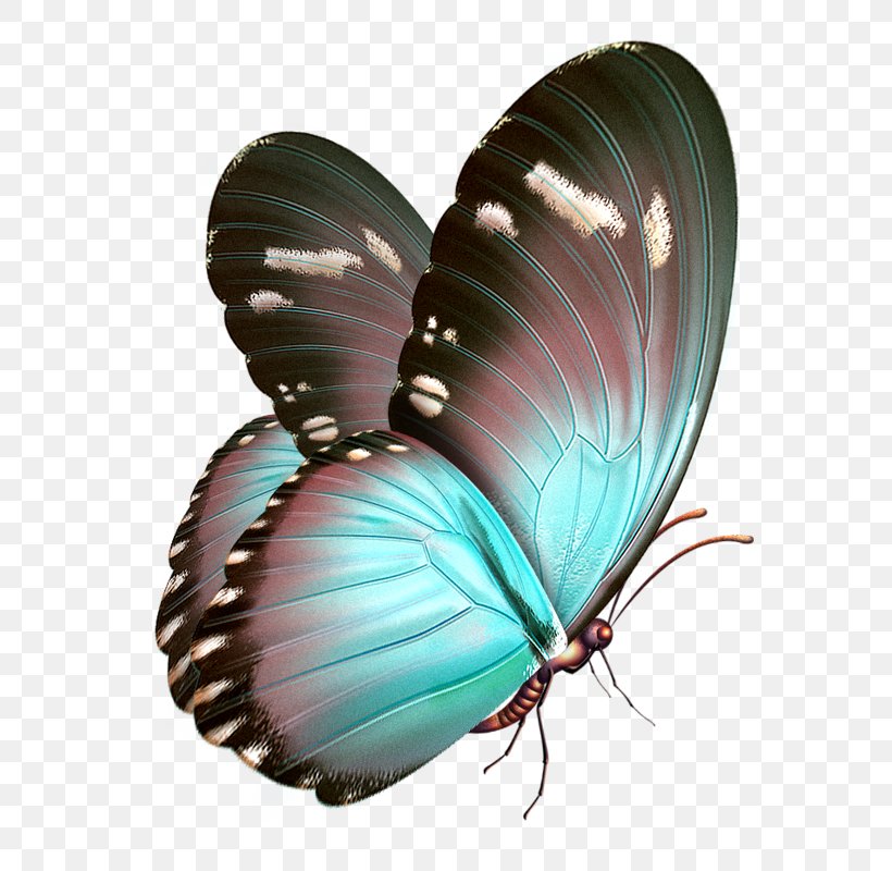 Butterfly Papillon Dog Clip Art, PNG, 637x800px, Butterfly, Art, Arthropod, Butterflies And Moths, Color Download Free