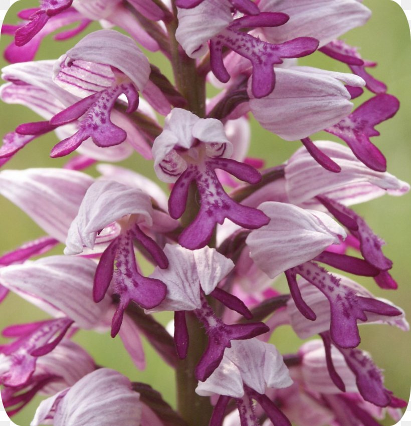 Dendrobium Orchis Militaris Orchids Naked-man Orchid .de, PNG, 1543x1600px, Dendrobium, Asparagales, Common Sage, Flora, Flower Download Free