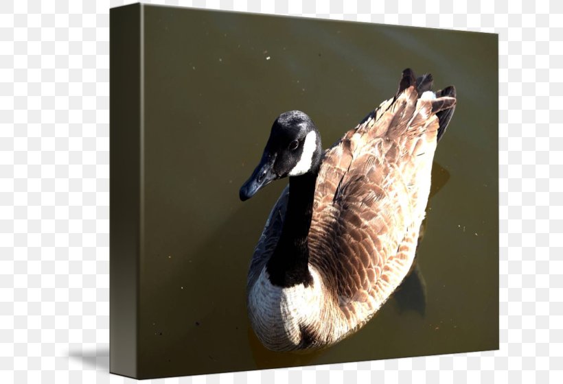Duck Goose Fauna Neck Beak, PNG, 650x560px, Duck, Beak, Bird, Ducks Geese And Swans, Fauna Download Free