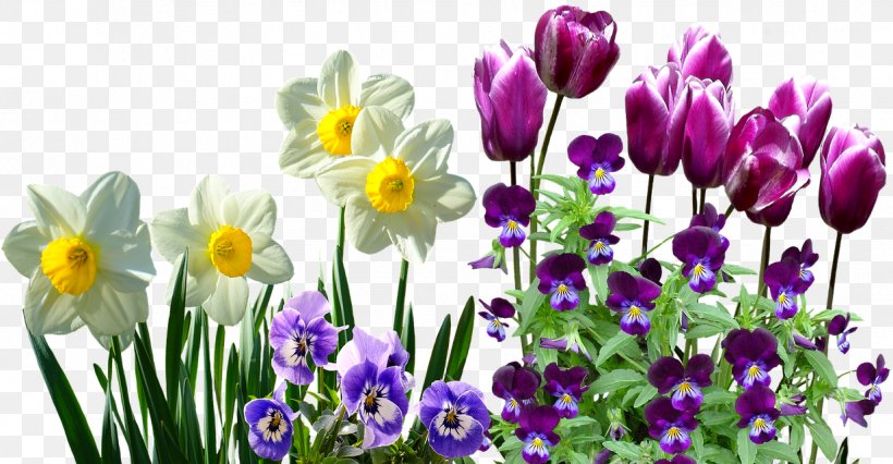 Flower Wild Daffodil Jonquil Ornamental Bulbous Plant, PNG, 1234x642px, Flower, Blossom, Bulb, Crocus, Daffodil Download Free