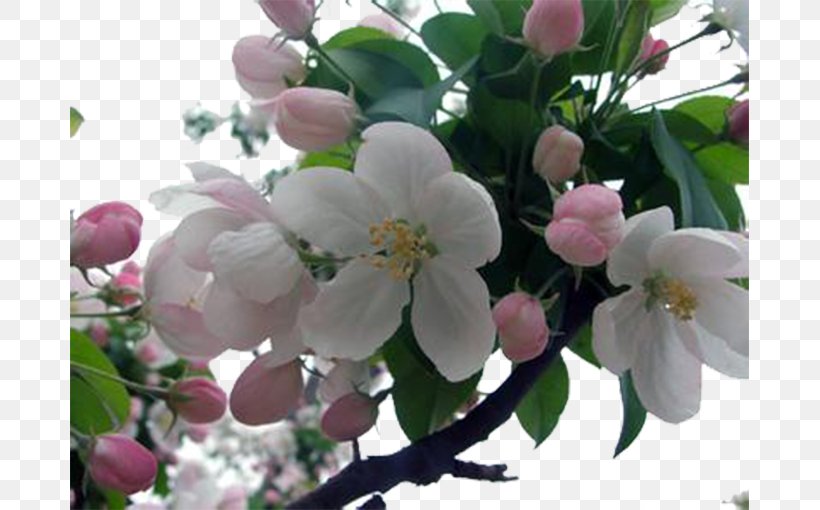 Cherry Blossom Flowering Tea Apples, PNG, 679x510px, Cherry Blossom, Apple, Apples, Blossom, Branch Download Free