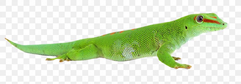 Common Iguanas Chameleons Lizard, PNG, 1000x352px, Common Iguanas, Adobe Systems, Chameleons, Copyright, Fauna Download Free
