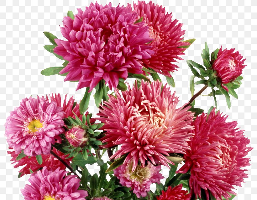 Flower Desktop Wallpaper Clip Art, PNG, 800x640px, Flower, Annual Plant, Aster, Aster Alpinus, Chrysanths Download Free