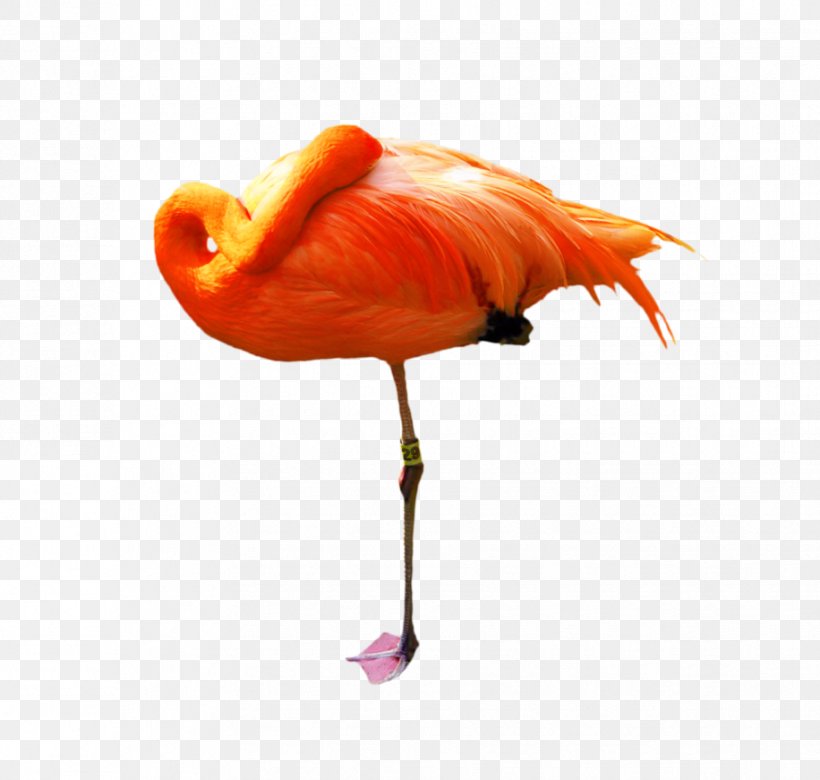 Stock Photography Image Drawing, PNG, 916x872px, Stock Photography, Beak, Bird, Drawing, Flamingo Download Free