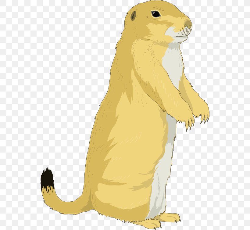 The Groundhog Prairie Dog Rodent Clip Art, PNG, 555x754px, Groundhog, Beaver, Carnivoran, Cartoon, Cat Download Free
