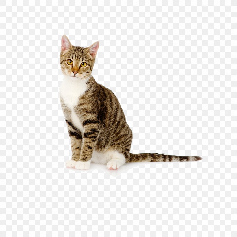 Bengal Cat Kitten Cat Litter Pet Felidae, PNG, 1000x1000px, Bengal Cat, American Shorthair, American Wirehair, Bengal, California Spangled Download Free