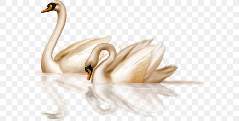Black Swan Bird Goose Clip Art, PNG, 658x416px, Black Swan, Beak, Bird, Ducks Geese And Swans, Goose Download Free