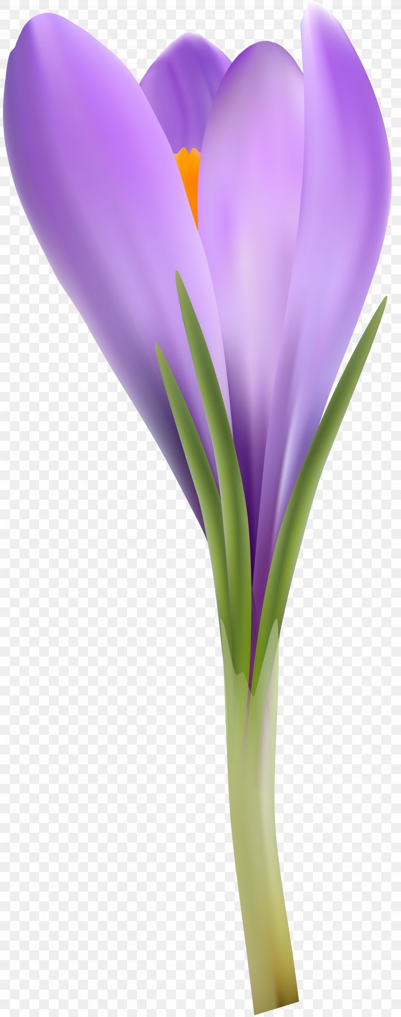 Flower Crocus Petal Clip Art, PNG, 5243x13278px, Flower, Advertising, Cosmetics, Crocus, Flowering Plant Download Free