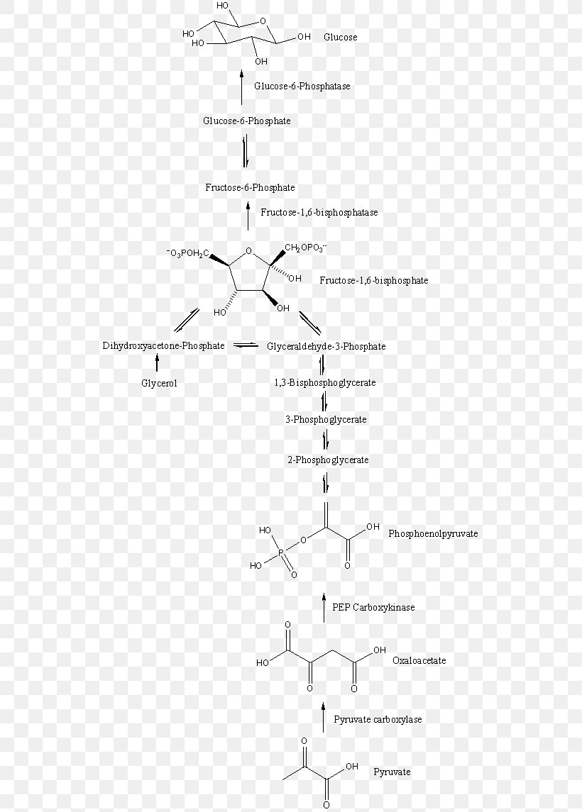 Gluconeogenesis Metabolic Pathway Glyceroneogenesis Glycolysis Metabolism, PNG, 533x1145px, Gluconeogenesis, Area, Black And White, Carbohydrate, Chemical Reaction Download Free
