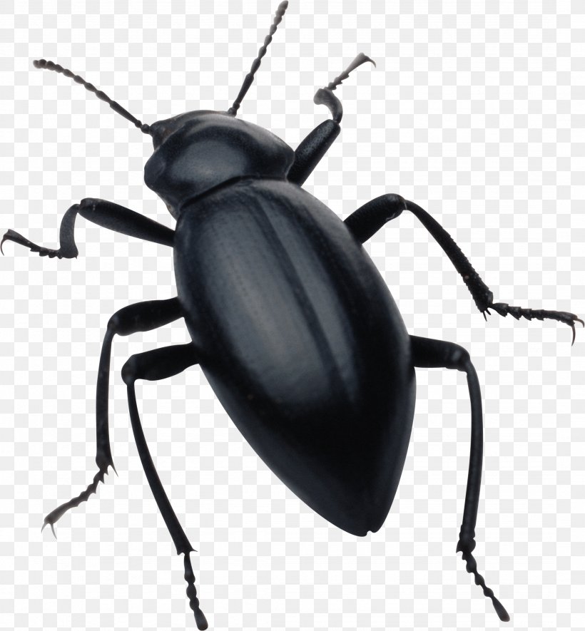 Insect Clip Art, PNG, 2156x2327px, 3d Rendering, Beetle, Arthropod, Bed Bug, Clipping Path Download Free