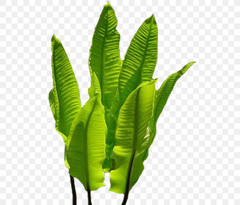 Ostrich Fern Clip Art Plant Stem Daytime, PNG, 532x700px, Ostrich Fern, Author, Autumn, Banana Leaf, Daytime Download Free