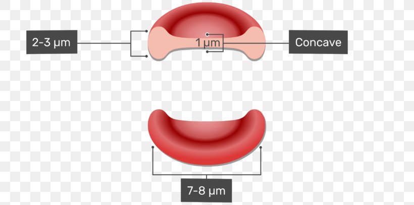 Red Blood Cell White Blood Cell Coagulation, PNG, 770x406px, Red Blood Cell, Area, Blood, Blood Cell, Cell Download Free