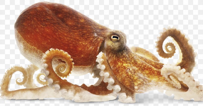 The Amazing Octopus Clip Art, PNG, 1200x630px, Octopus, Cephalopod, Common Octopus, Internet Media Type, Invertebrate Download Free