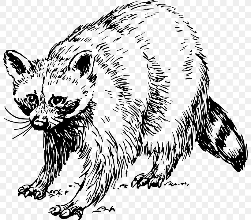 Whiskers Raccoon Wildcat Tiger, PNG, 800x720px, Whiskers, Bear, Big Cats, Black And White, Carnivoran Download Free