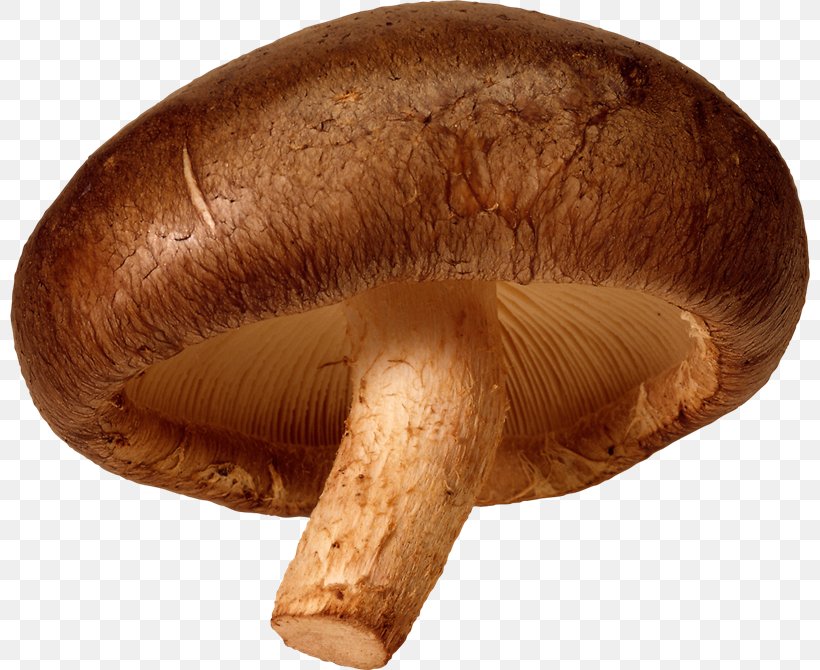 Edible Mushroom Shiitake, PNG, 800x670px, Edible Mushroom, Agaricaceae, Agaricomycetes, Agaricus, Amanita Muscaria Download Free