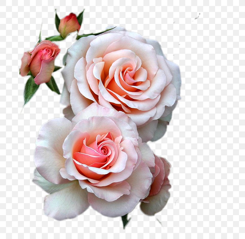 Flower Bouquet Best Roses, PNG, 752x800px, Flower, Artificial Flower, Best Roses, Blog, Blue Rose Download Free