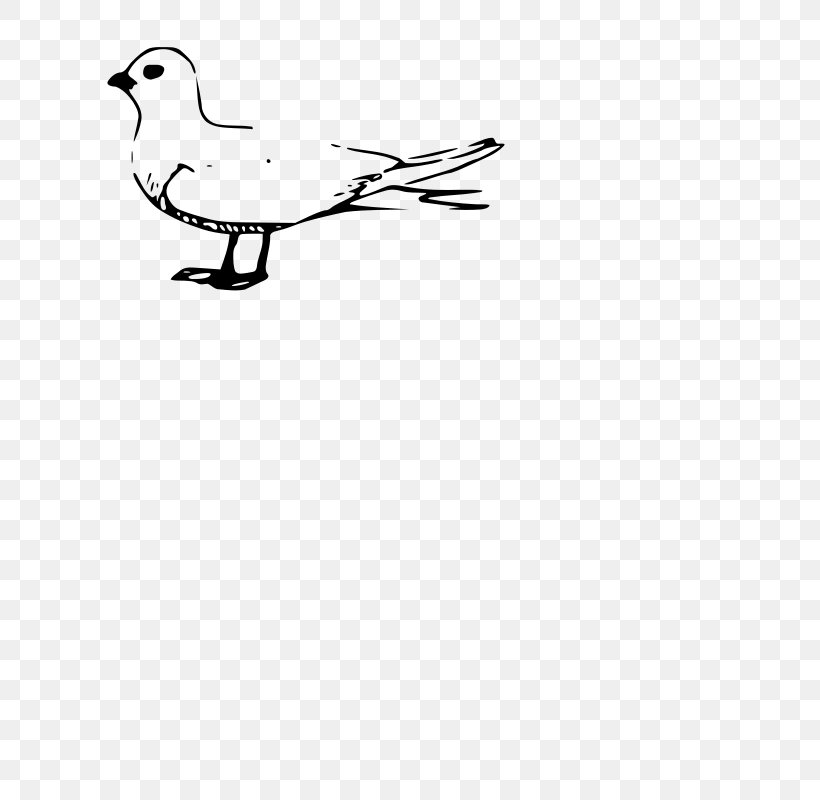 Gulls Fairy Tern Duck Terns Clip Art, PNG, 757x800px, Gulls, Area, Beak, Bird, Black And White Download Free
