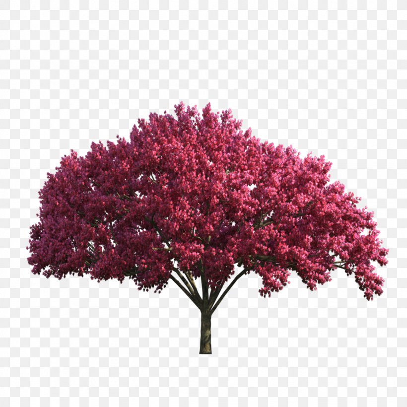 Red Maple Tree Stock Photography Image, PNG, 1024x1024px, Tree, Blossom, Branch, Cherry Blossom, Depositphotos Download Free
